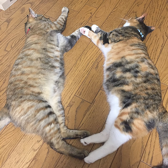 sayuuuさんの実例写真