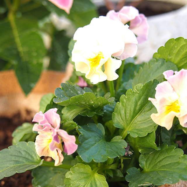 nekotaさんの部屋