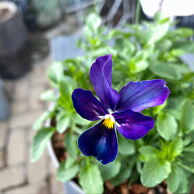 shiropenguinさんの部屋