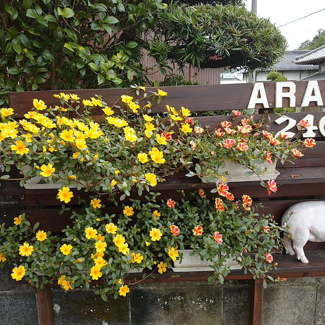 pineさんの実例写真