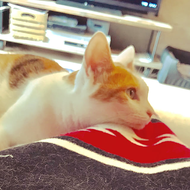 ziziguguさんの実例写真