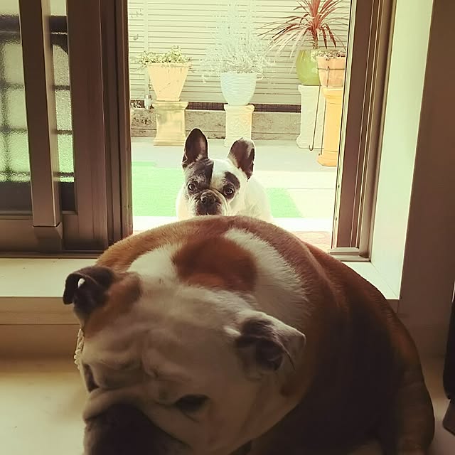panchobiさんの実例写真