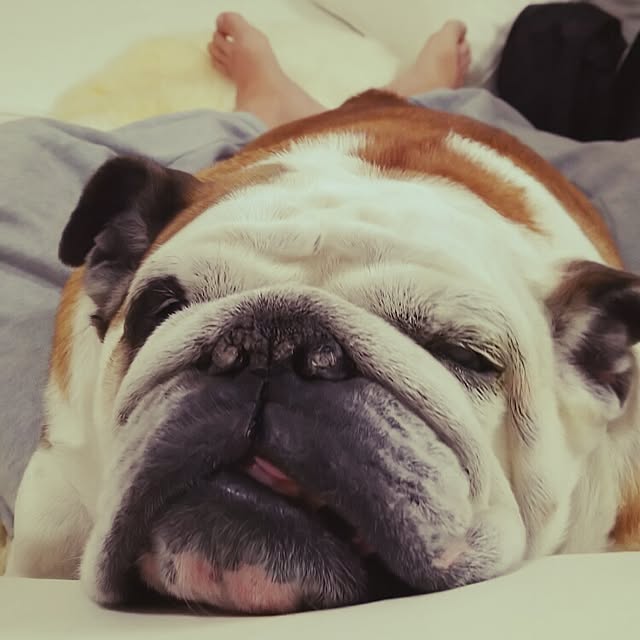 panchobiさんの実例写真