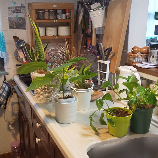 キッチン/ていねいな暮らし/観葉植物のある暮らしのインテリア実例 - 2022-12-03 20:55:37