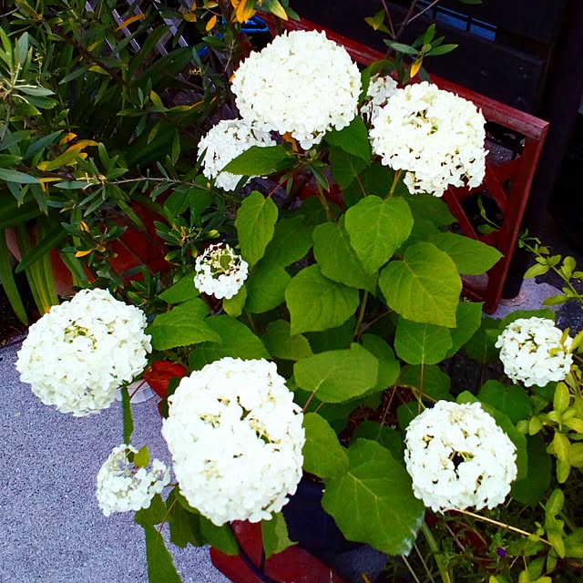 VERANDARJUNさんの実例写真