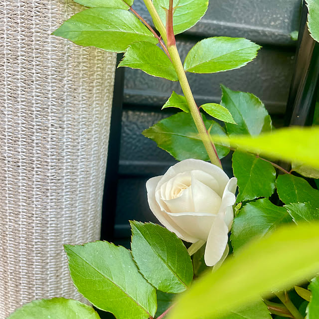 Ma-saさんの実例写真