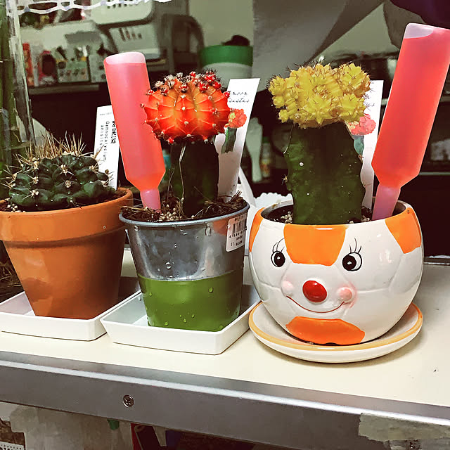 katesu1126さんの実例写真