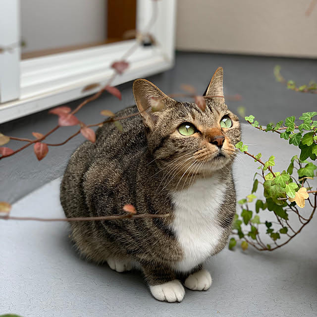 2bunno1koさんの実例写真