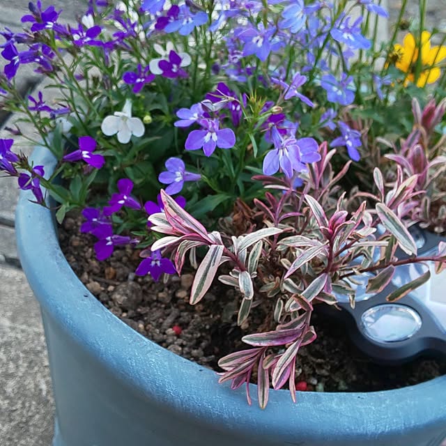 KOHAKUさんの実例写真