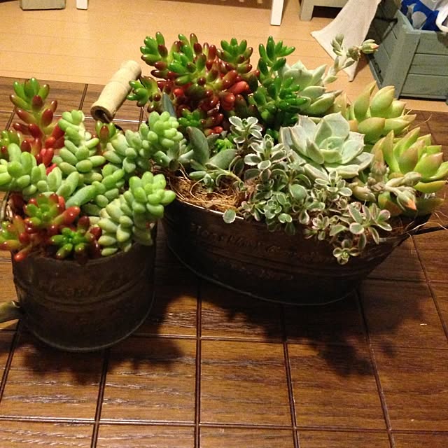 リビング/多肉植物/雑貨/植物のインテリア実例 - 2013-04-19 00:00:00