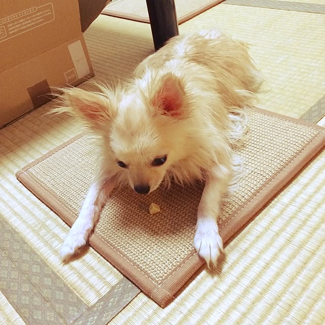 実例写真