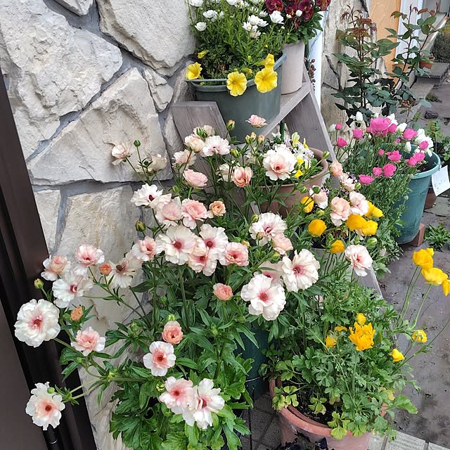 kaokaokaoさんの実例写真