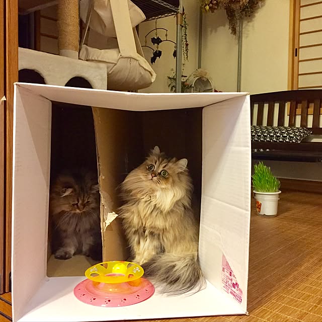 butachanさんの実例写真