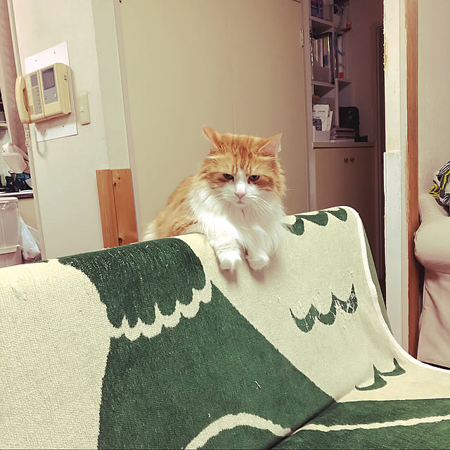 uchidaizuさんの実例写真