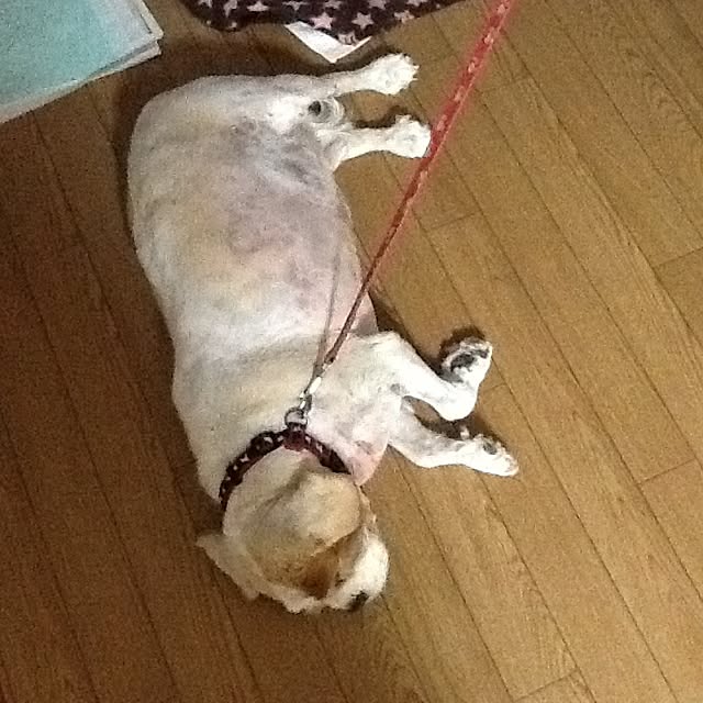 koheiさんの実例写真