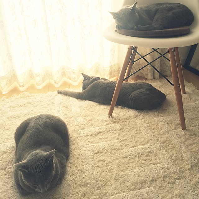 roshi3さんの実例写真