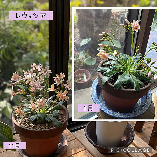 buchiさんの実例写真