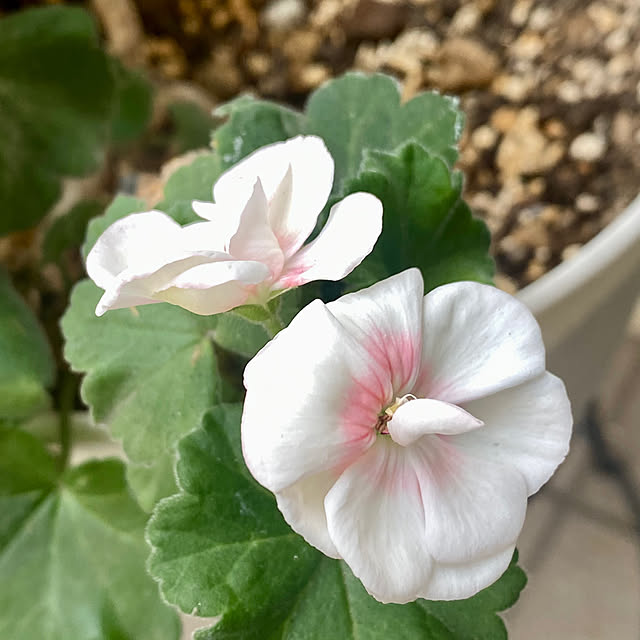 YuuKoさんの実例写真