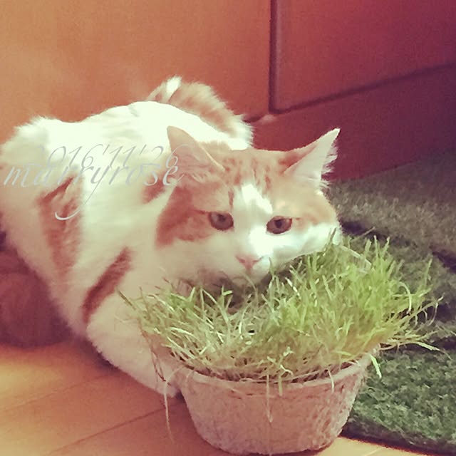 maria.rさんの実例写真