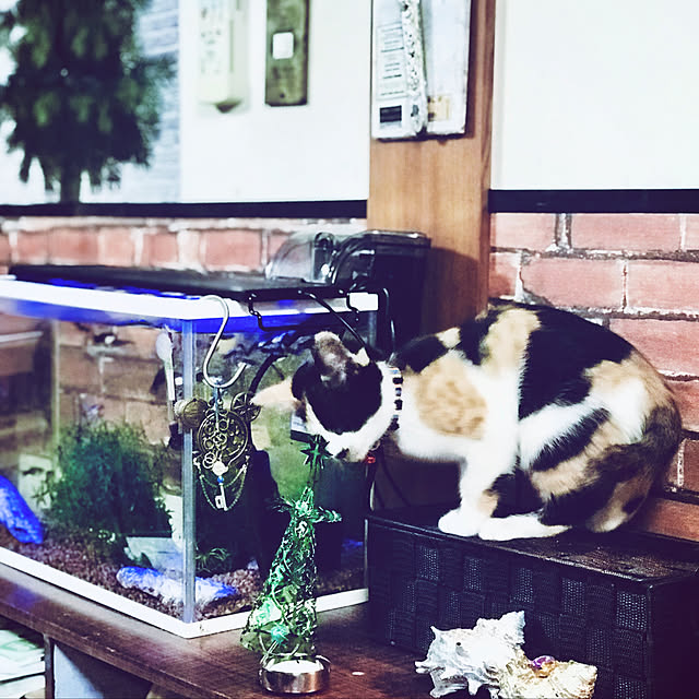 maroさんの実例写真