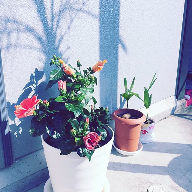 HauOliさんの実例写真