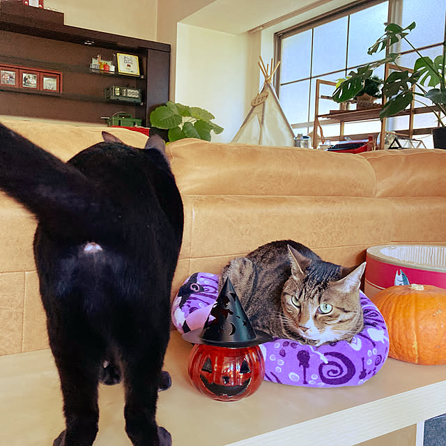 suemonta14さんの実例写真