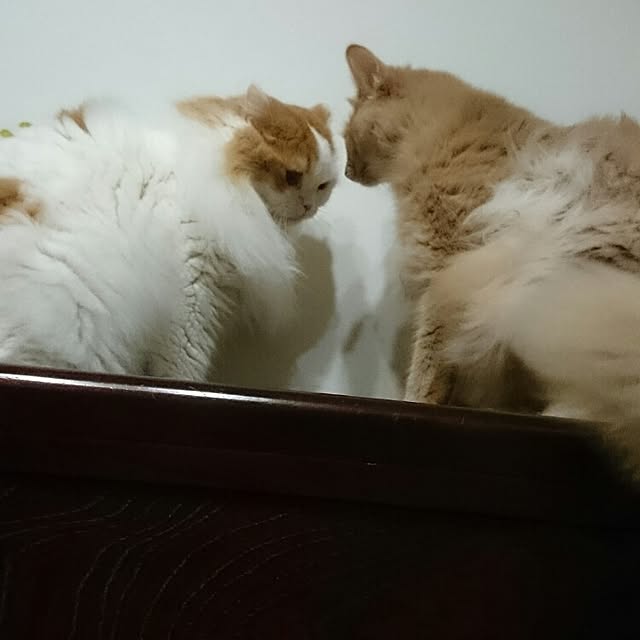 1ldksさんの実例写真