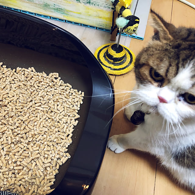 yuuさんの実例写真