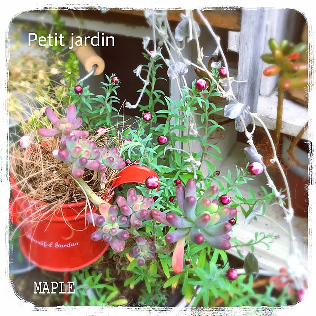 mapleさんの実例写真