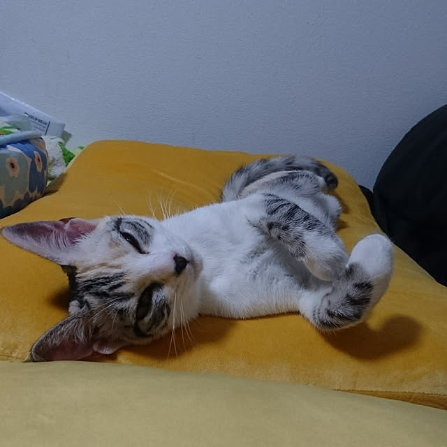 shinobuさんの実例写真