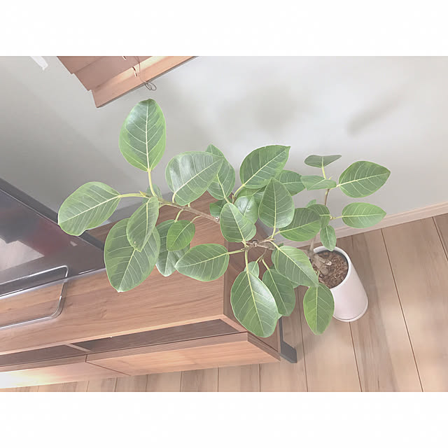 kamehammさんの実例写真