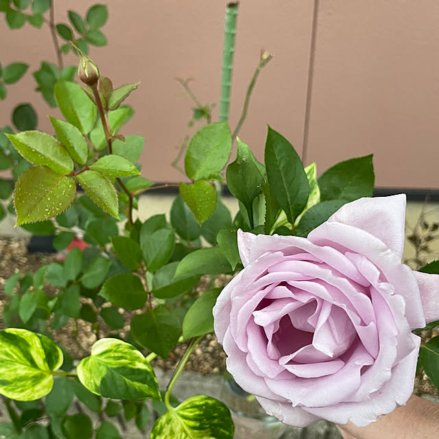 kakoさんの実例写真