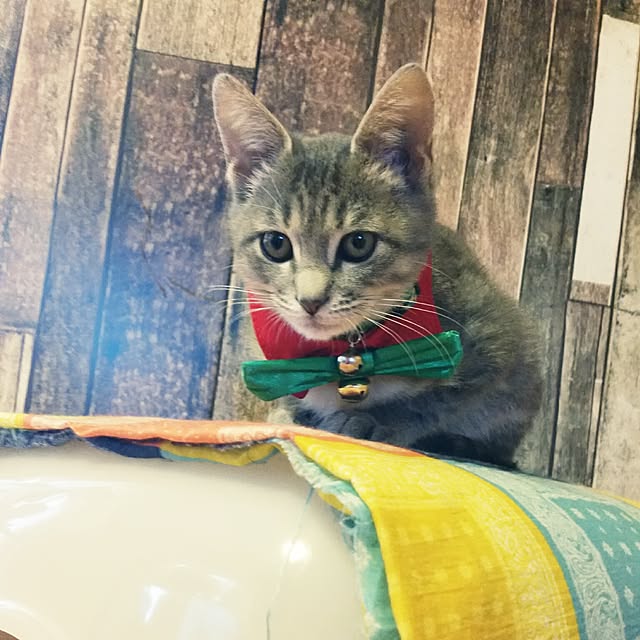 oyumiさんの実例写真