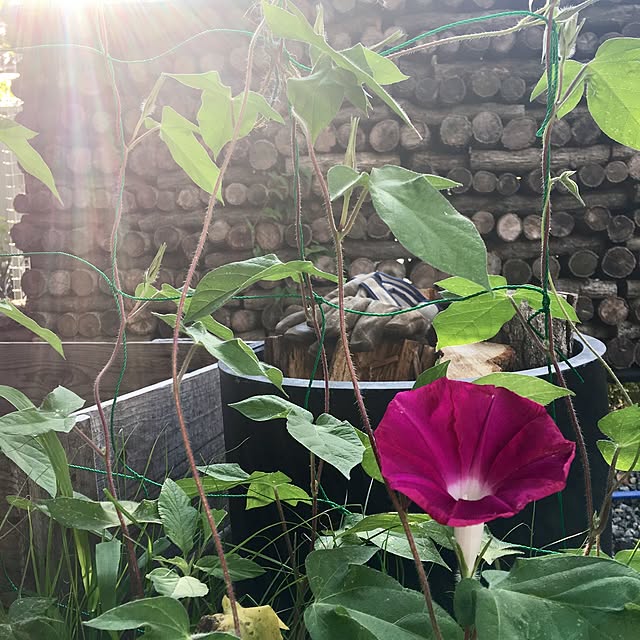 kozakura10さんの実例写真