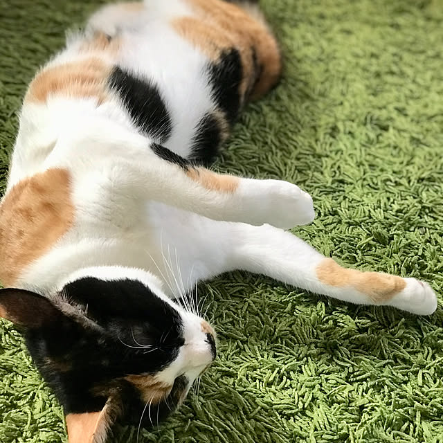 maroさんの実例写真