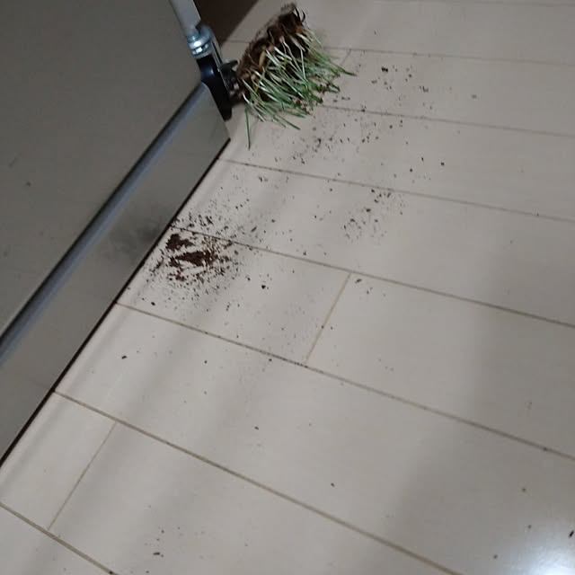 koromaroさんの実例写真
