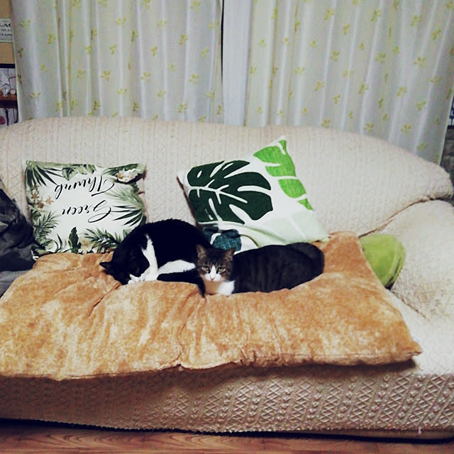 Tomopさんの実例写真
