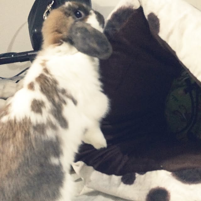 blurさんの実例写真
