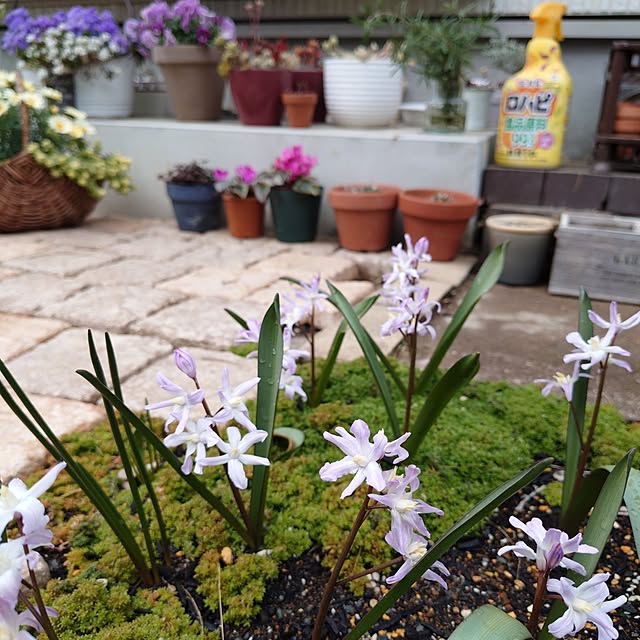 coconathuさんの実例写真