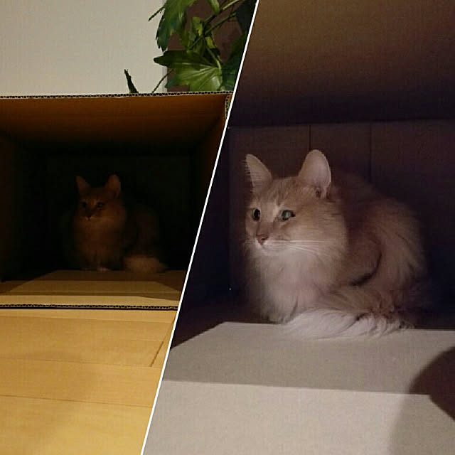 1ldksさんの実例写真