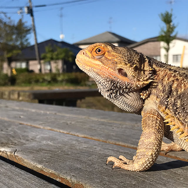 japitonさんの実例写真