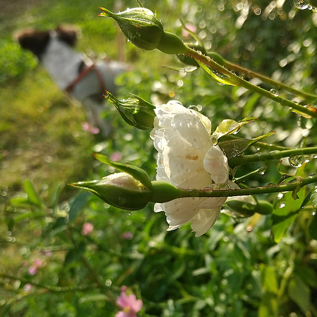 yukkoさんの実例写真