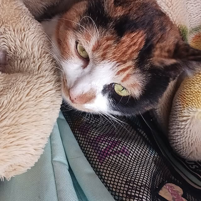 aiさんの実例写真
