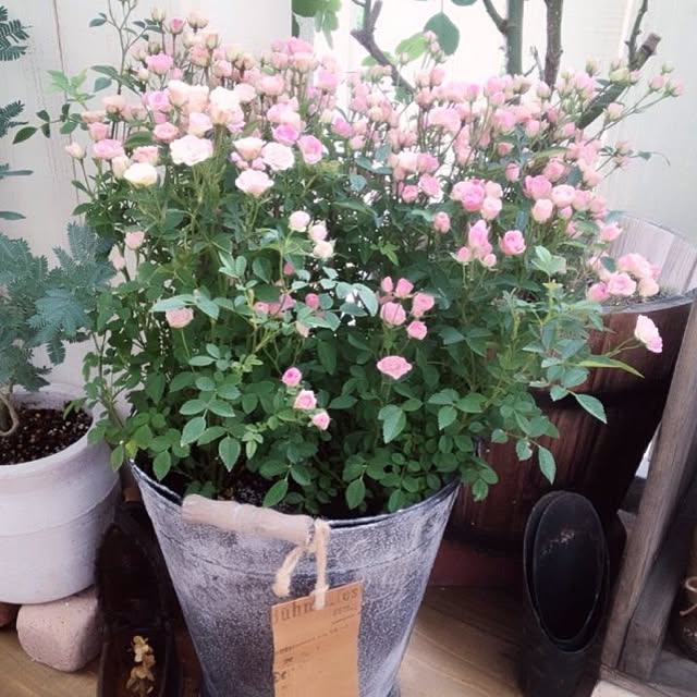 shihoさんの実例写真