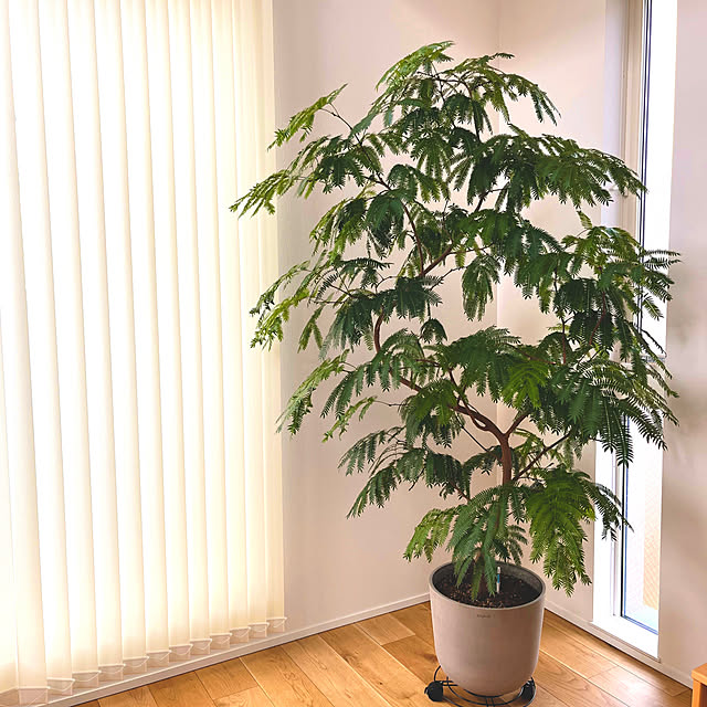 cocoさんの実例写真
