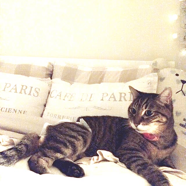 lovecatさんの実例写真