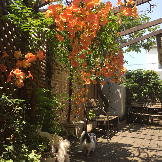 Copainさんの実例写真