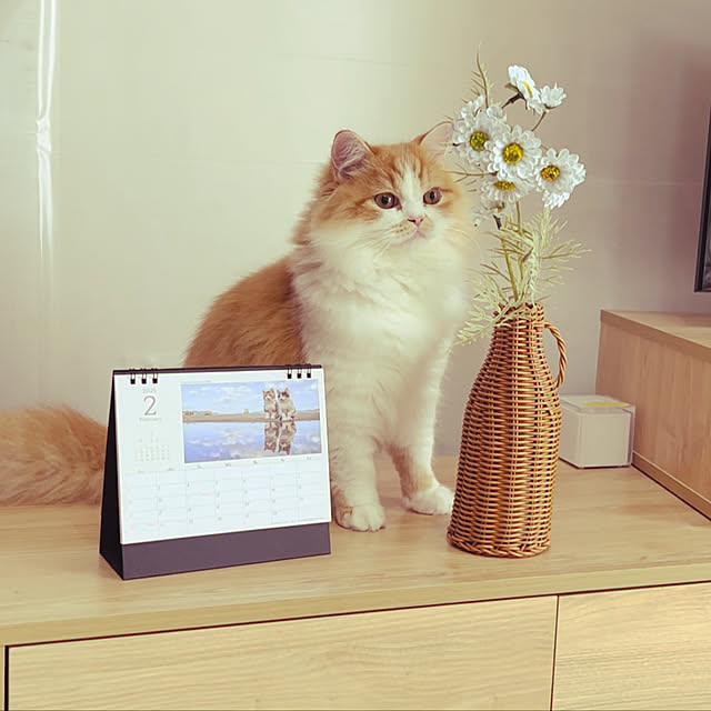 junさんの実例写真