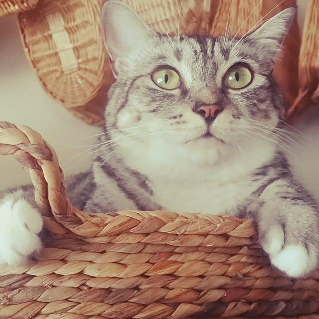 annさんの実例写真