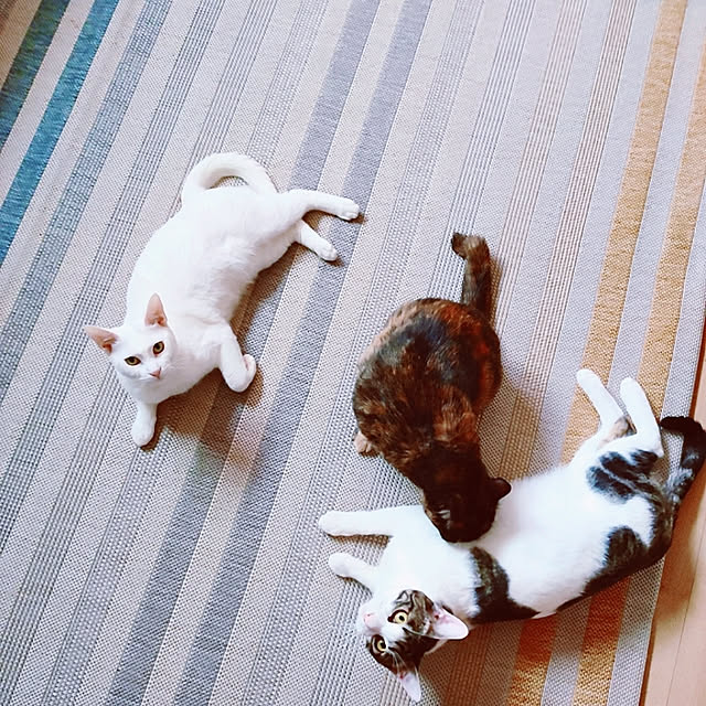 kirakirahikaruさんの実例写真